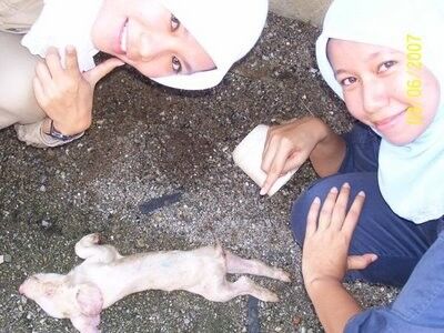 Melayu sama babi dari malaysia wanita jilbab tudung malay 2 of 2 pics