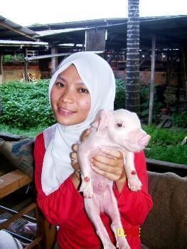 Melayu sama babi dari malaysia wanita jilbab tudung malay 1 of 2 pics