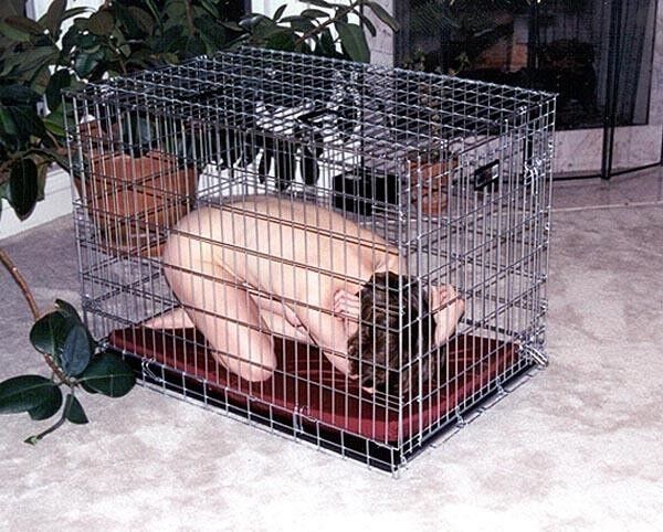 Free porn pics of Cage 12 of 370 pics